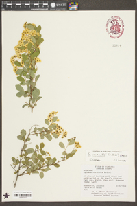 Spiraea × vanhouttei image