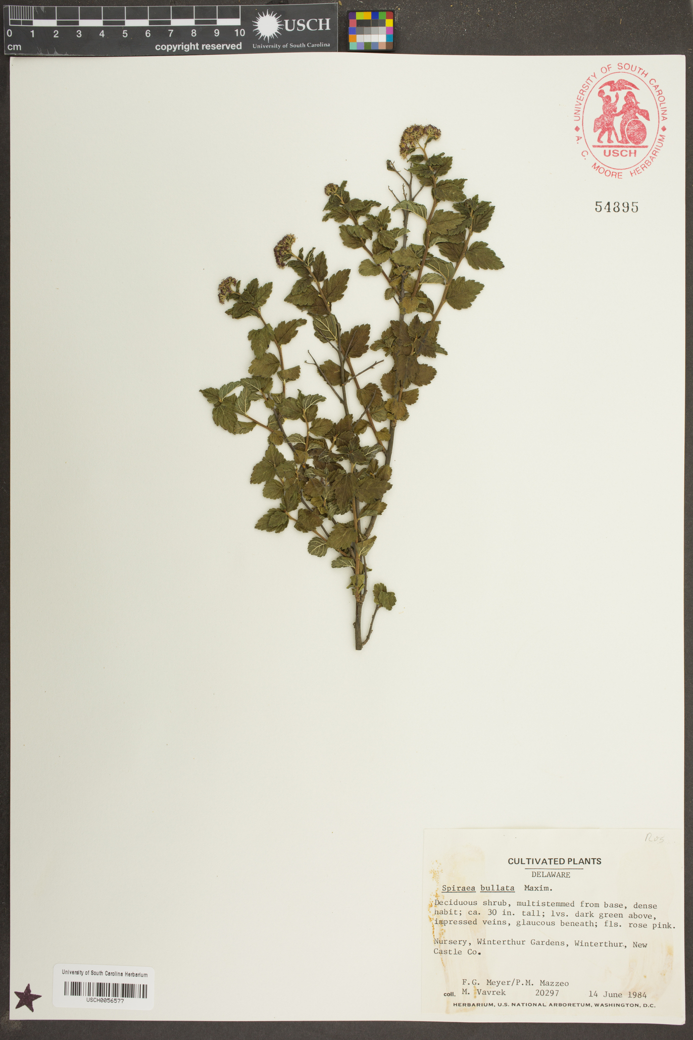 Spiraea bullata image