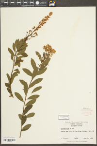 Spiraea alba image