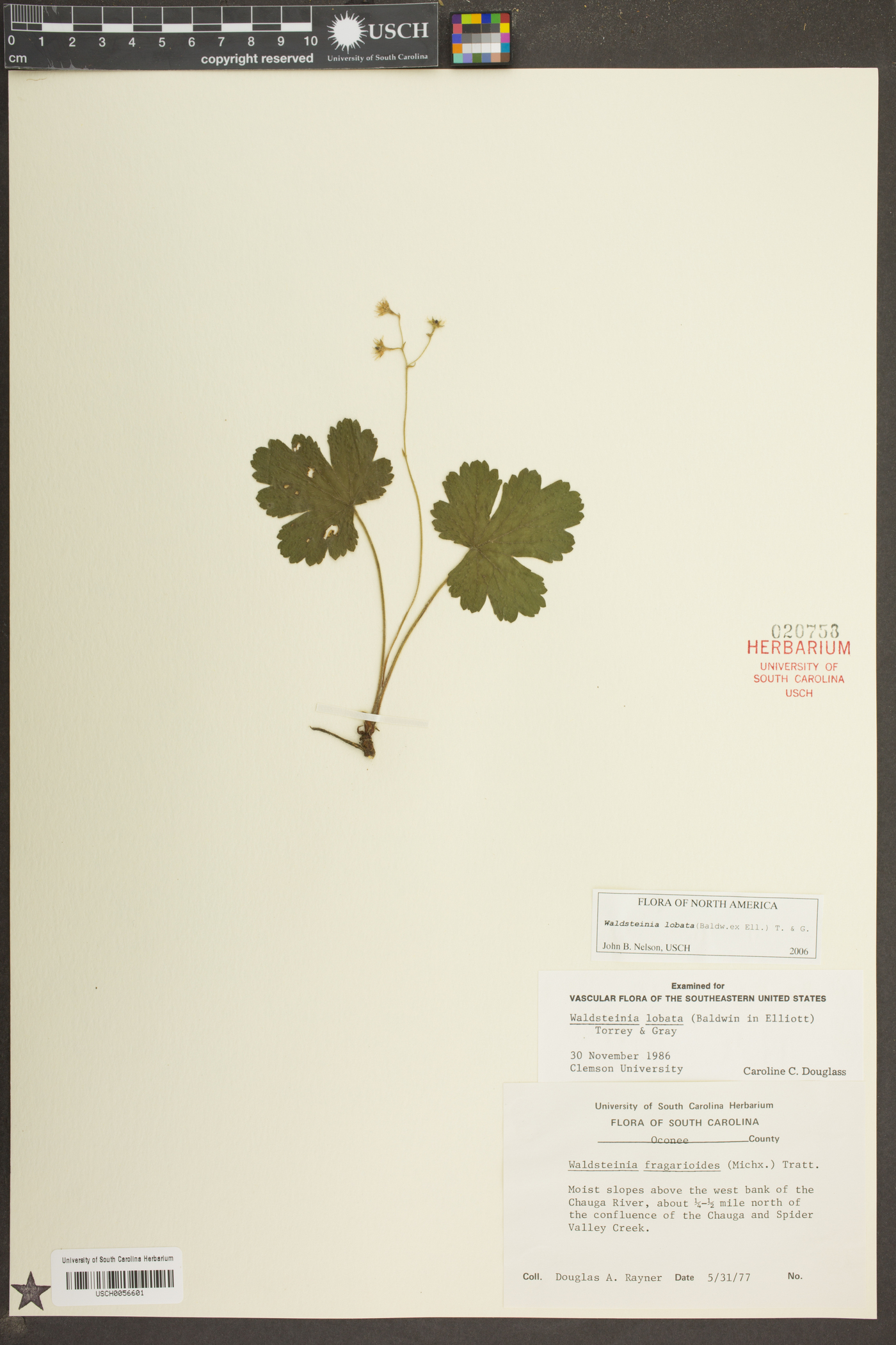 Waldsteinia lobata image