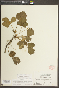 Waldsteinia parviflora image