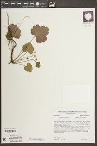 Waldsteinia lobata image