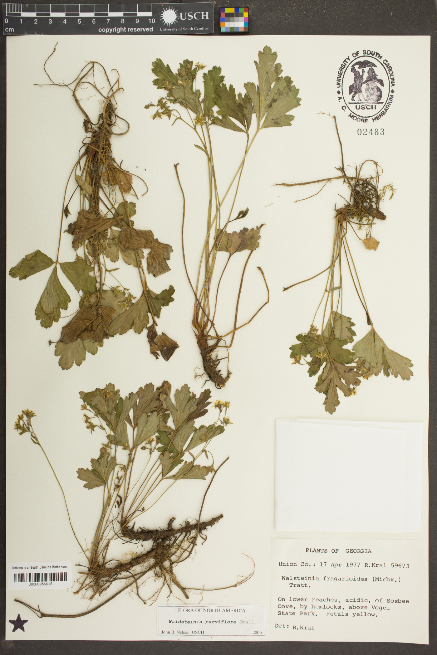 Waldsteinia parviflora image