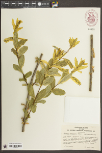 Chosenia arbutifolia image