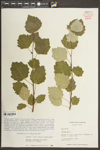 Populus alba image