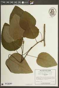 Populus deltoides subsp. deltoides image