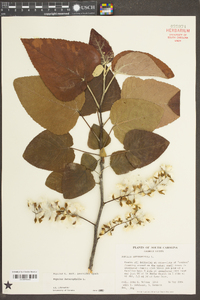 Populus heterophylla image