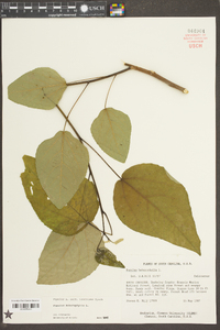 Populus heterophylla image