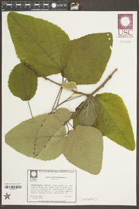 Populus heterophylla image