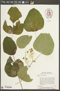 Populus heterophylla image