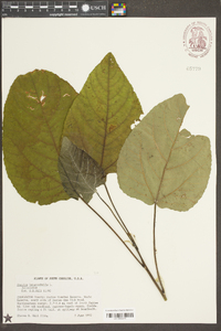 Populus heterophylla image