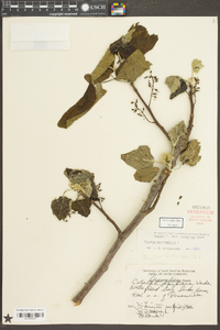 Populus heterophylla image