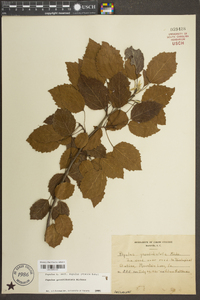 Populus grandidentata image