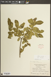 Salix cinerea image