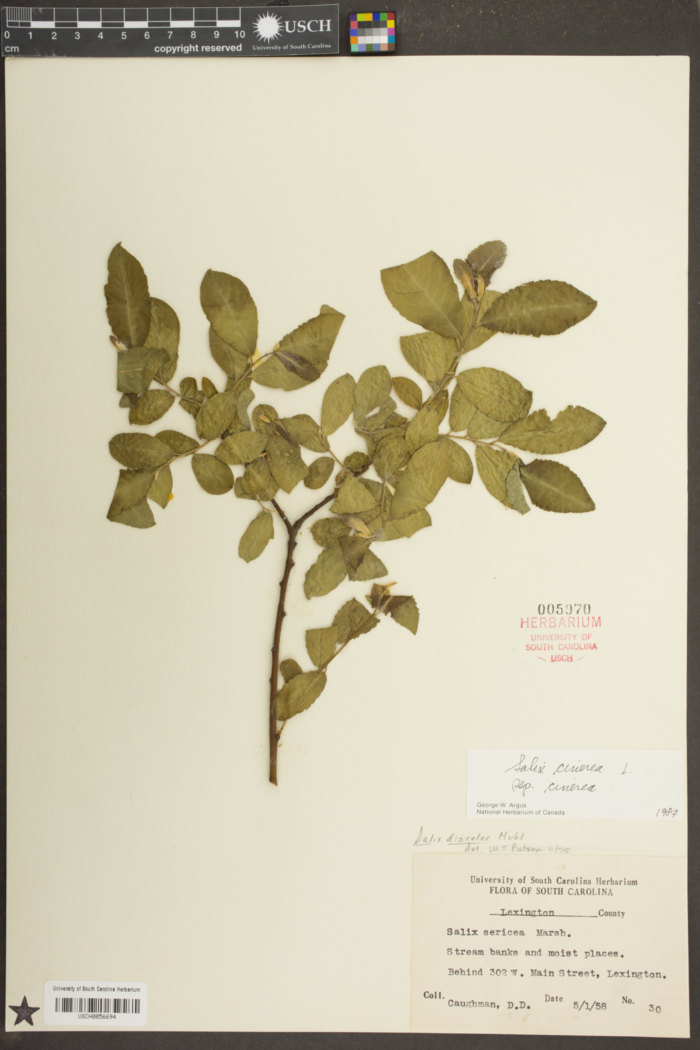 Salix cinerea subsp. cinerea image