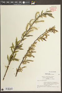 Salix sericea image