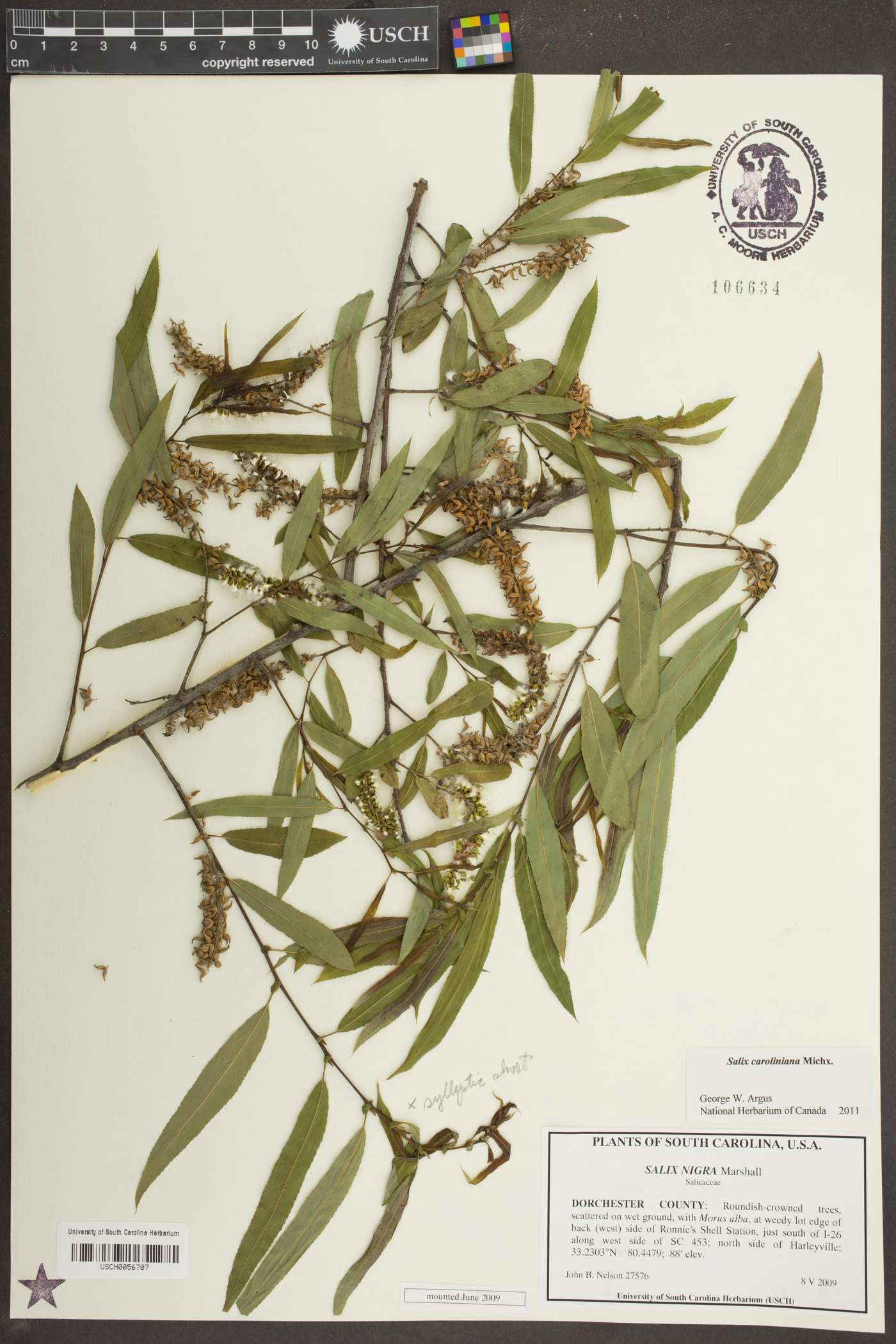 Salix caroliniana image