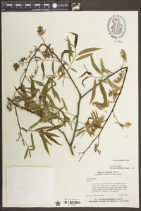 Salix caroliniana image