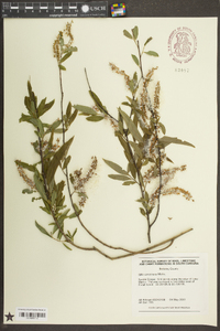 Salix caroliniana image