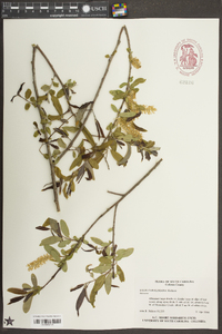 Salix caroliniana image