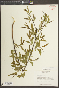 Salix caroliniana image