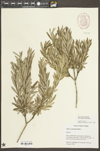 Salix humilis var. tristis image