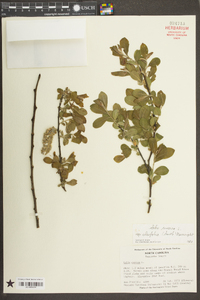 Salix cinerea subsp. oleifolia image