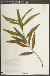 Salix caroliniana image