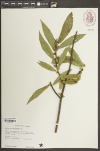 Salix caroliniana image