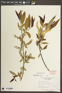 Salix caroliniana image