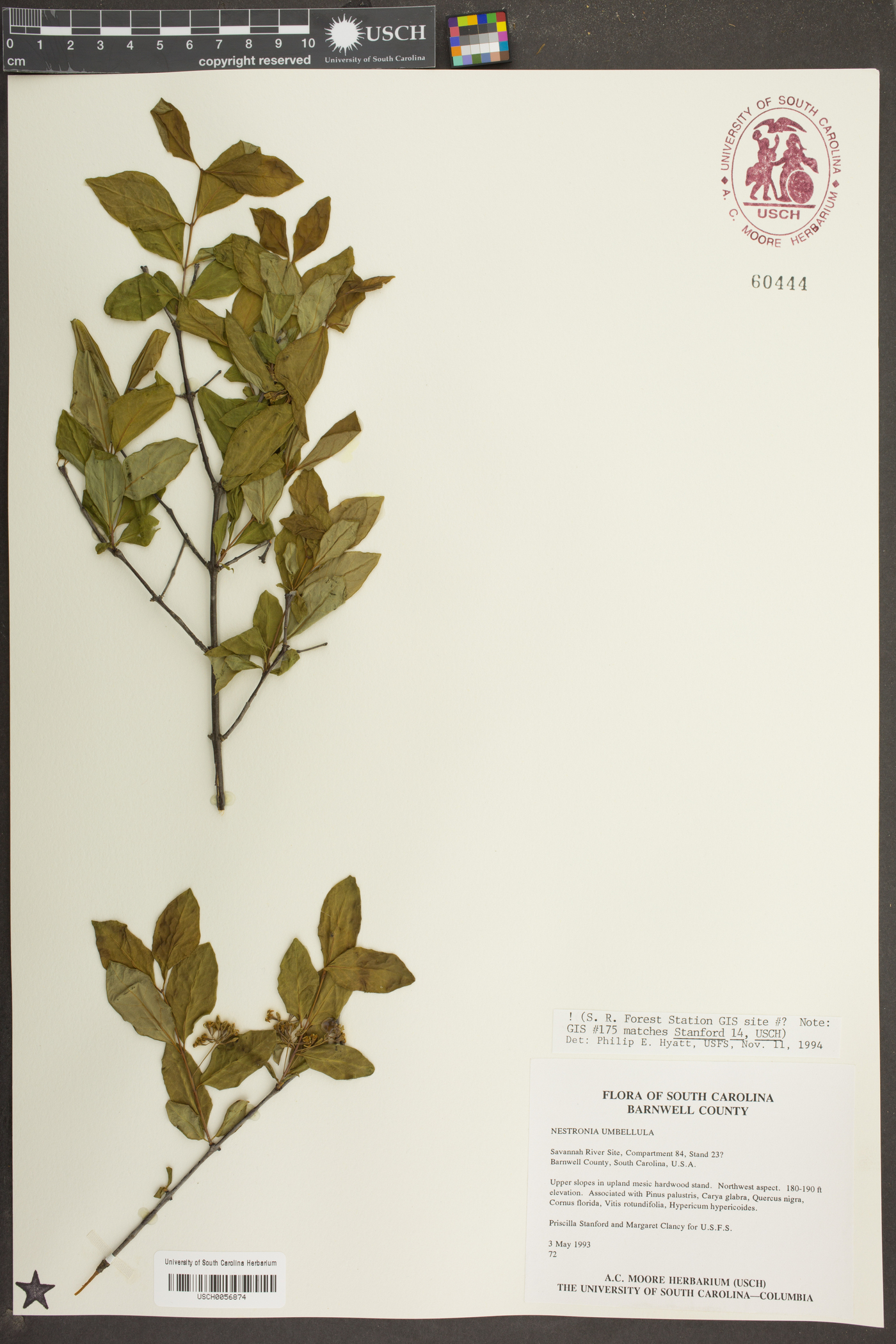 Nestronia umbellula image