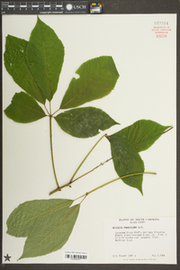 Aesculus parviflora image