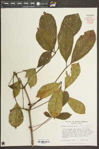 Aesculus sylvatica image