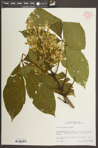 Aesculus flava image