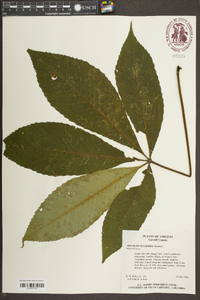 Aesculus flava image