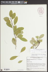 Sideroxylon lycioides image