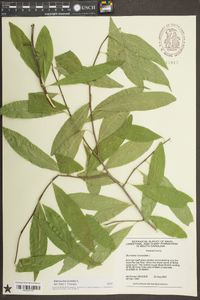 Sideroxylon lycioides image