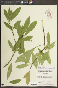 Sideroxylon lycioides image