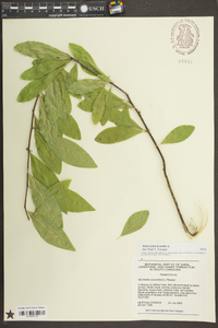 Sideroxylon lycioides image