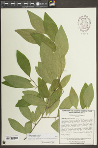 Sideroxylon lycioides image