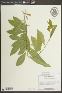 Sideroxylon lycioides image