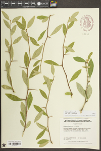 Sideroxylon lycioides image