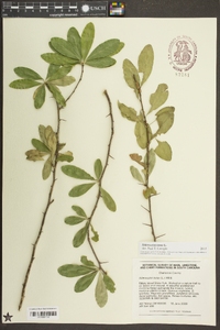 Sideroxylon lycioides image