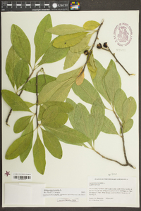 Sideroxylon lycioides image