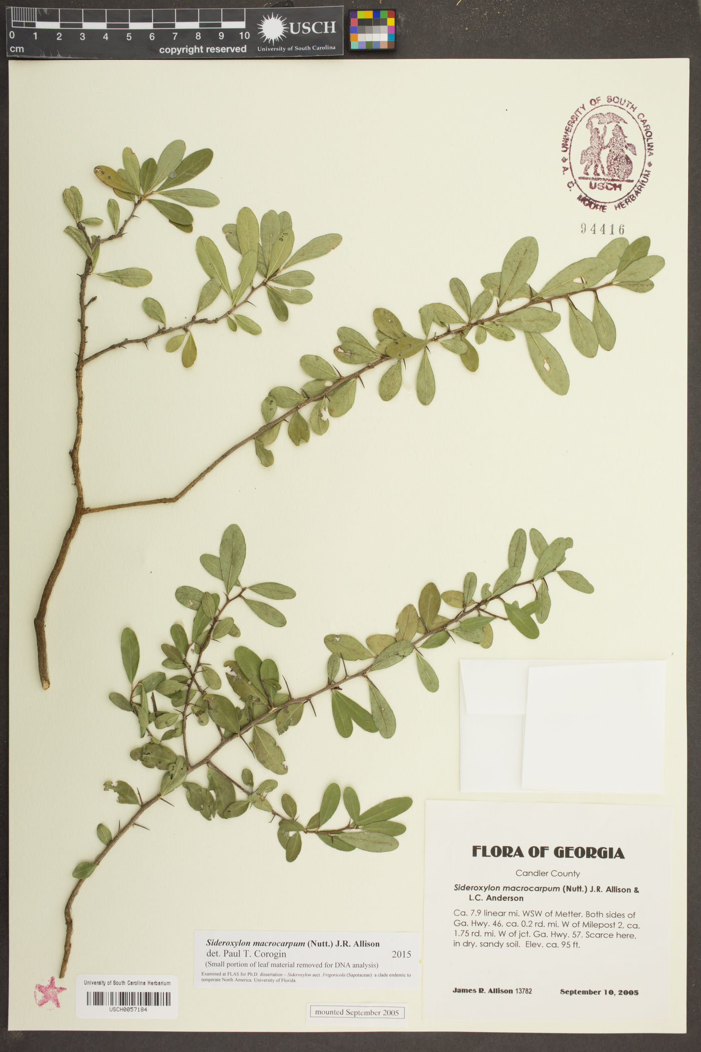 Sideroxylon macrocarpum image