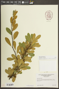 Sideroxylon tenax image