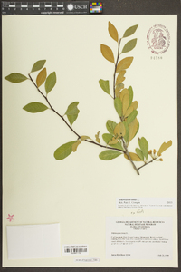 Sideroxylon tenax image