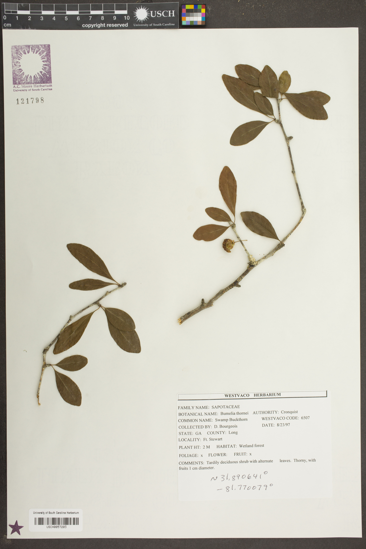 Bumelia thornei image