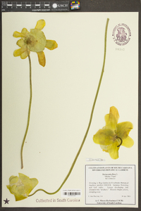 Sarracenia flava image