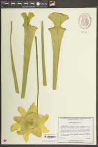 Sarracenia flava image